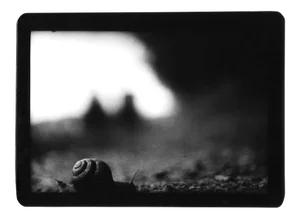 Snail, Photo, Giacomo Brunelli, 2005-2009