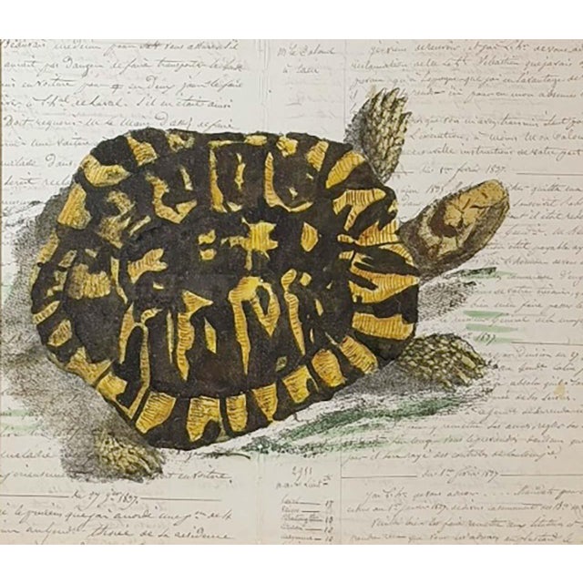 his charming and unusual work features a delicately hand painted image of a tortoise executed on original French household...
