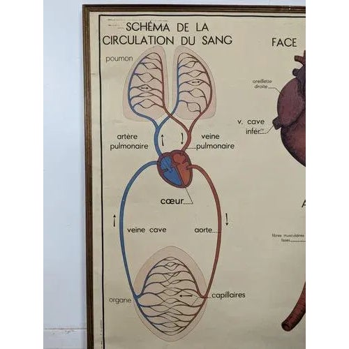 Framed School Anatomy Poster, in Very Good conditions.