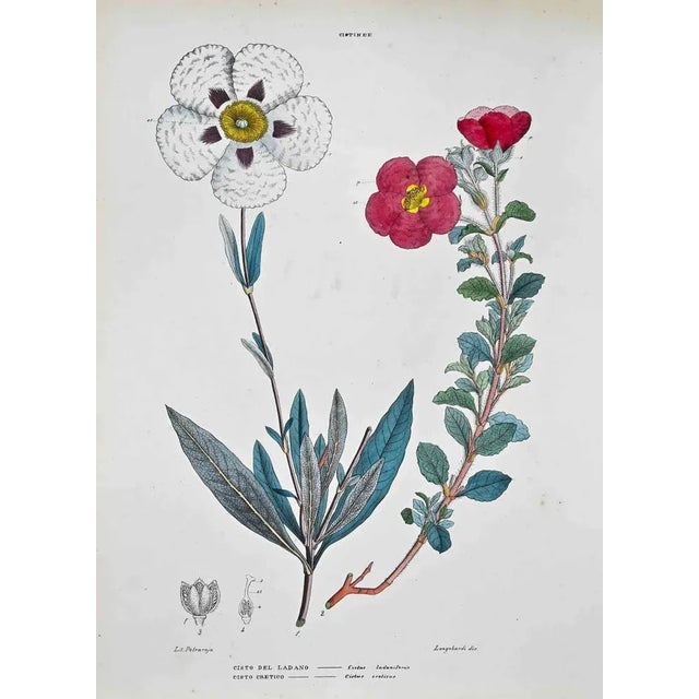 Lithograph hand watercolored. Plate from "Atlante di Botanica popolare ossia Illustrazione di Piante Notevoli di ogni...