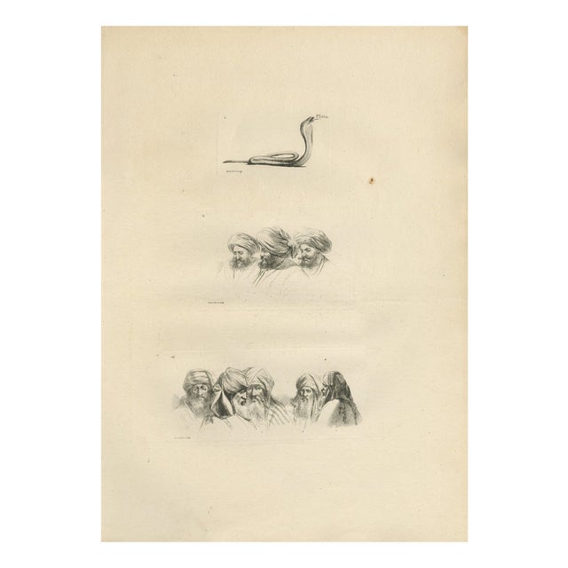 After Dominique Vivant Denon, Comparative Head Studies and Cobra, Egypt, 1802, Engraving on Paper For Sale
