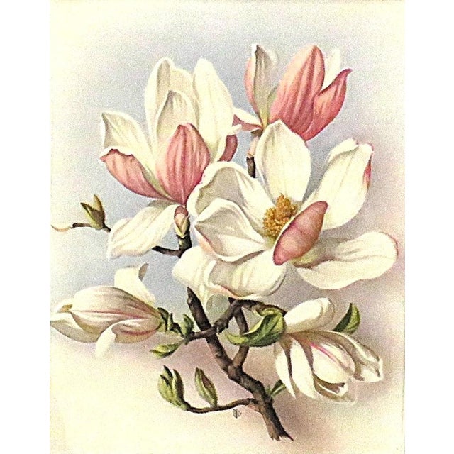 Art Deco Pair of Art Deco Magnolia Lithograph Prints Floral Flowers Framed For Sale - Image 3 of 5
