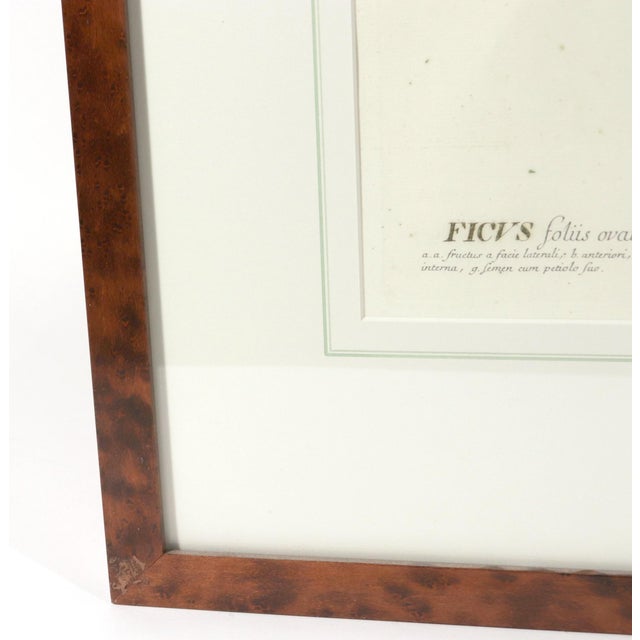 18th-Century Exotic Botanical Prints From Plantae Selectae by Georg Ehret For Sale - Image 18 of 18