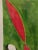 "Black and White Awning 1" swirling among green and red.. There is a #2 which is sold separately... Size is 18"x22"x.5;...