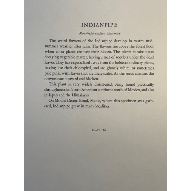 Late 19th Century Indianpipe Reproduction - Set of 2 For Sale - Image 6 of 7