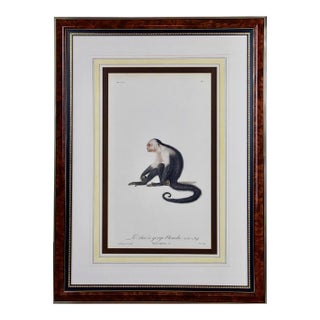 White-Throated Capuchin Monkey: Framed Audebert 18th C. Hand-Colored Engraving, 1797 For Sale