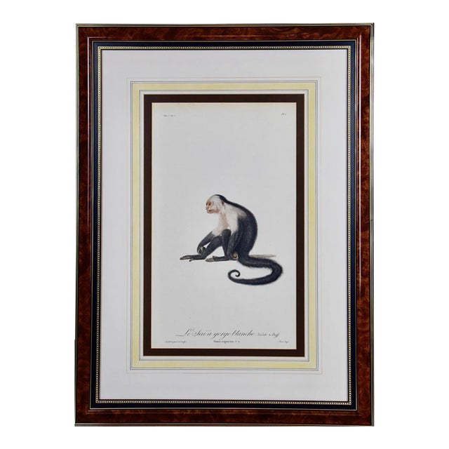 White-Throated Capuchin Monkey: Framed Audebert 18th C. Hand-Colored Engraving, 1797 For Sale