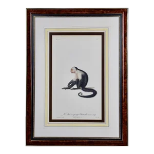 White-Throated Capuchin Monkey: Framed Audebert 18th C. Hand-Colored Engraving, 1797