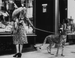 Cheetah Who Shops' Contemporary Archival Black and White Photograph Print From the Original Negative by B. C. Parade - 16x12