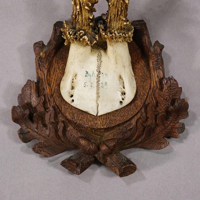Antique Black Forest Red Deer Trophy on Carved Plaque, Germany 1929 For Sale - Image 4 of 4