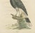 Goldfuss, Rhinoceros Hornbill, 1824, Paper For Sale - Image 4 of 5