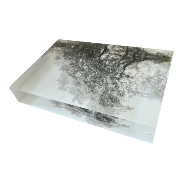 Live Oak, in Cyan by Paula McIntosh for PJM Photo, Acrylic Block Photograph For Sale
