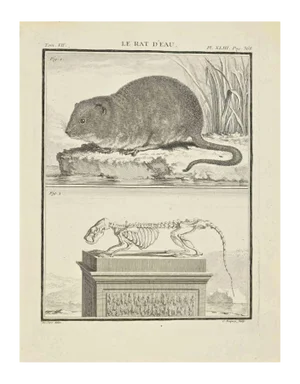 Jean Charles Baquoy, Le Rat d'Eau, Etching, 1771