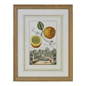 Botanical Engraving of Citrus Lemon Matted and Framed After Volkamer Nurnberg Hesperides