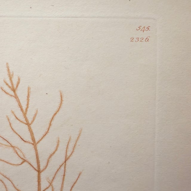 Framed Pair of Antique Sowerby Seaweed Prints | English Marine Botany For Sale In Columbus - Image 6 of 12