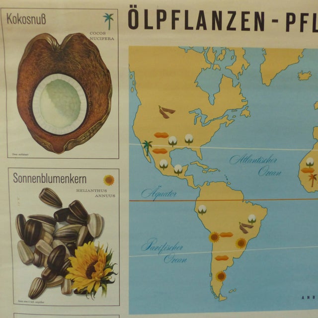Mid-Century Modern Vintage Educational Plant Chart For Sale - Image 3 of 4