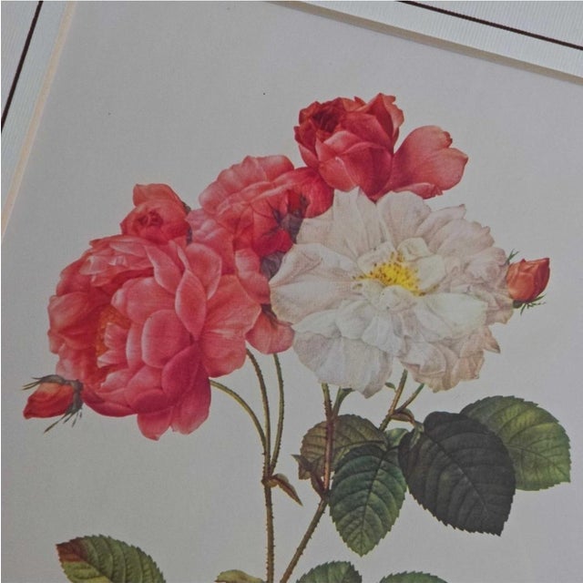 Paper After Pierre-Joseph Redouté, Roses, 1950s, Prints, Framed, Set of 4 For Sale - Image 7 of 18
