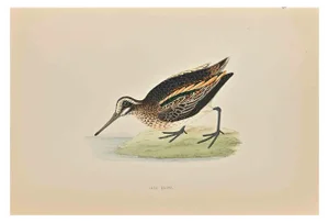 Alexander Francis Lydon, Jack Snipe, Woodcut Print, 1870