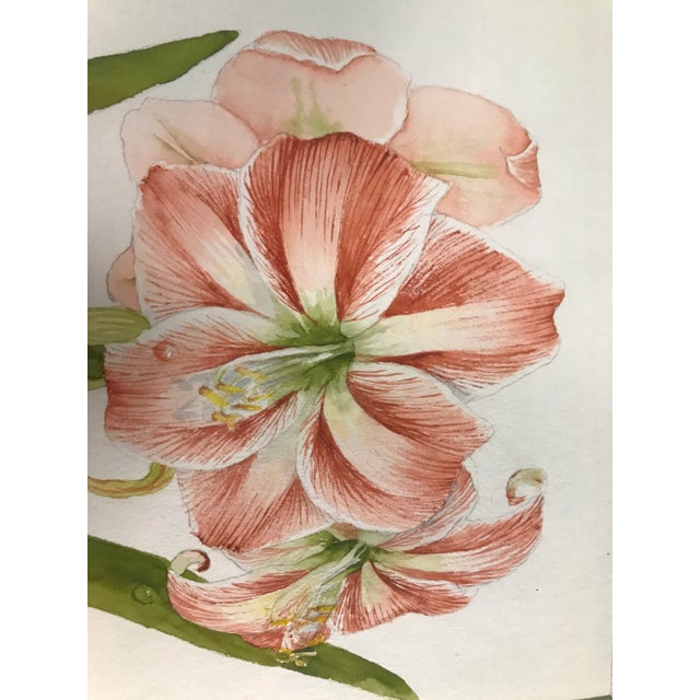 Exquisite original hand painted watercolor by Jayne Crews. Incredible detail of an Amaryllis in a pot. Double matted with...