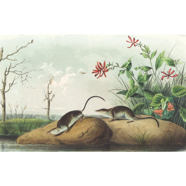 Original first edition Audubon stone lithograph from "The Viviparous Quadrupeds of North America", octavo edition, printed...