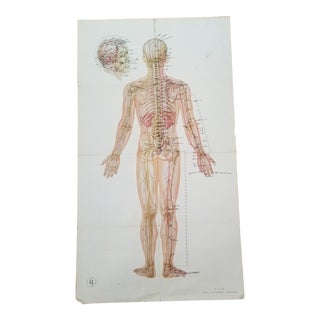Vintage Anatomical Poster Chart 23x43 For Sale