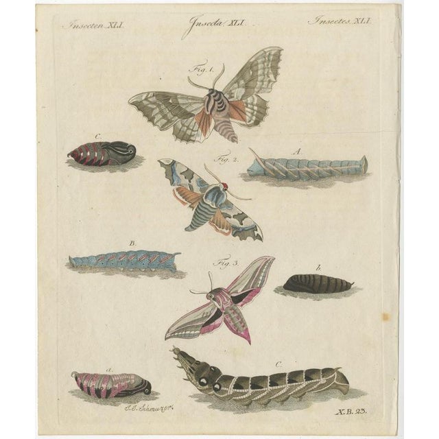 Bertuch, Elephant Hawk Moth and Hawk Moth Caterpillars, 1805, Print For Sale - Image 3 of 12