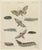 Bertuch, Elephant Hawk Moth and Hawk Moth Caterpillars, 1805, Print For Sale - Image 3 of 12