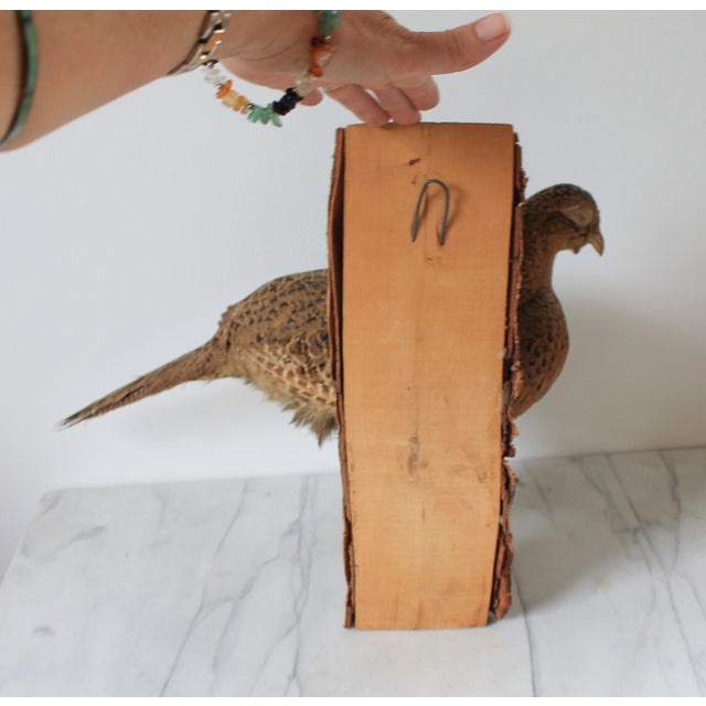 Brown Vintage Taxidermy Ringneck Pheasant Mounted on Birchwood For Sale - Image 8 of 11