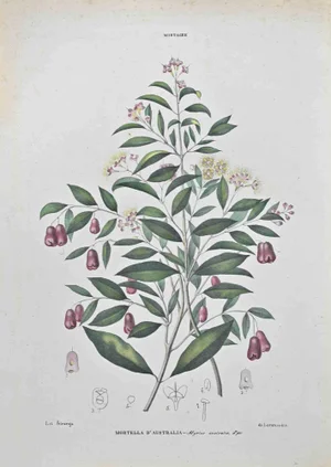 Vincenzo Tenore, Australian Myrtle, Lithograph, 1870s