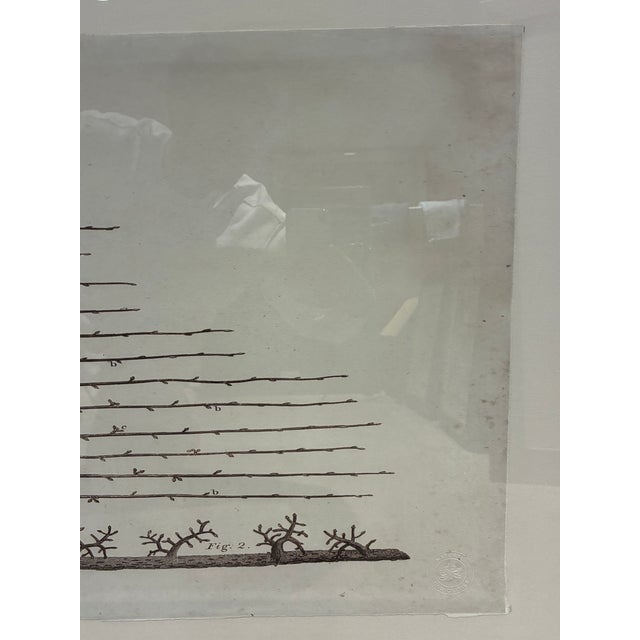 Natural Curiosities “White Beurré Pear-Tree” William Forsyth 1802 Botanical Print For Sale In Charlotte - Image 6 of 10