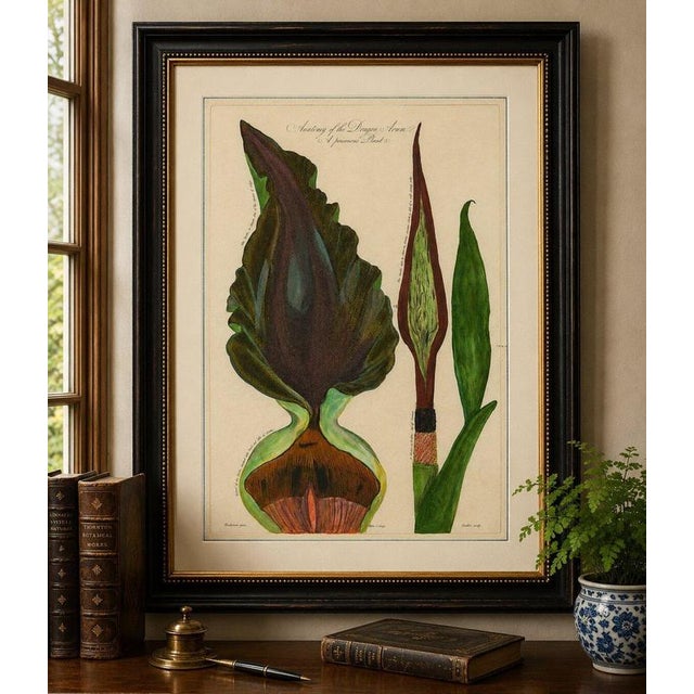 After Peter Henderson, Dragon Arum, Poisonous Plant, 1802, Engraving For Sale - Image 9 of 10