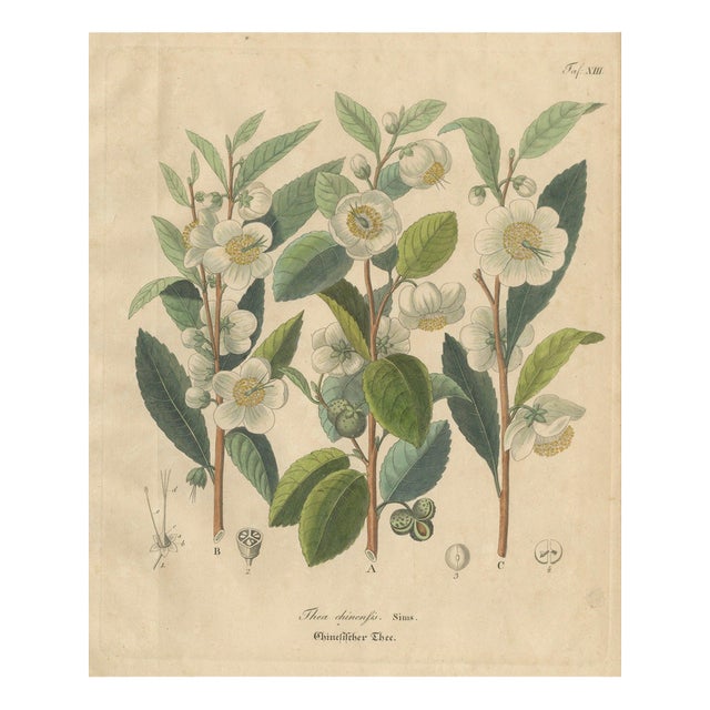 Thea Chinensis, 1800s, Paper For Sale