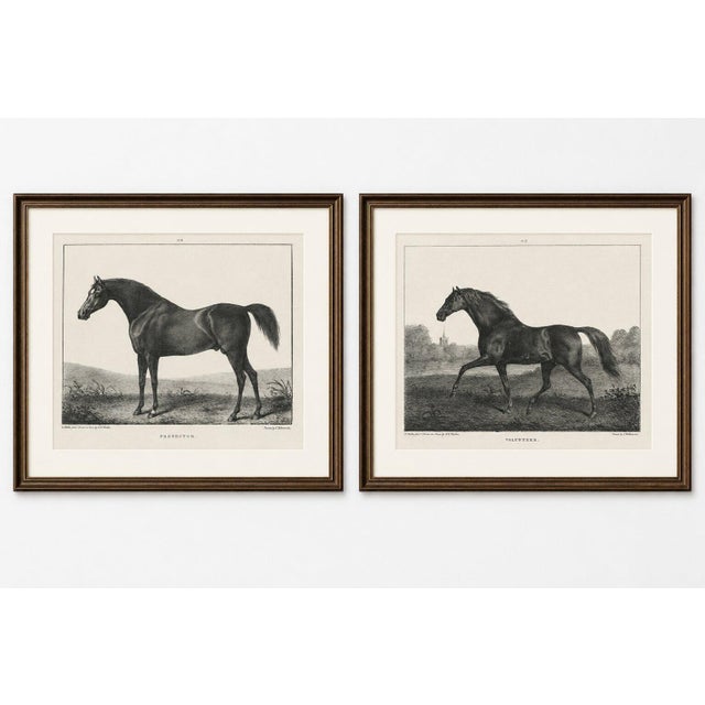 Volunteer & selim – pair of antique thoroughbred horse lithographs, c.1840 a handsome pair of original nineteenth-century...