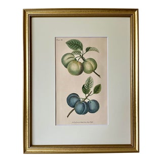 Original Antique English Fruit Botanical Print of Plums by Brookshaw C.1820 For Sale