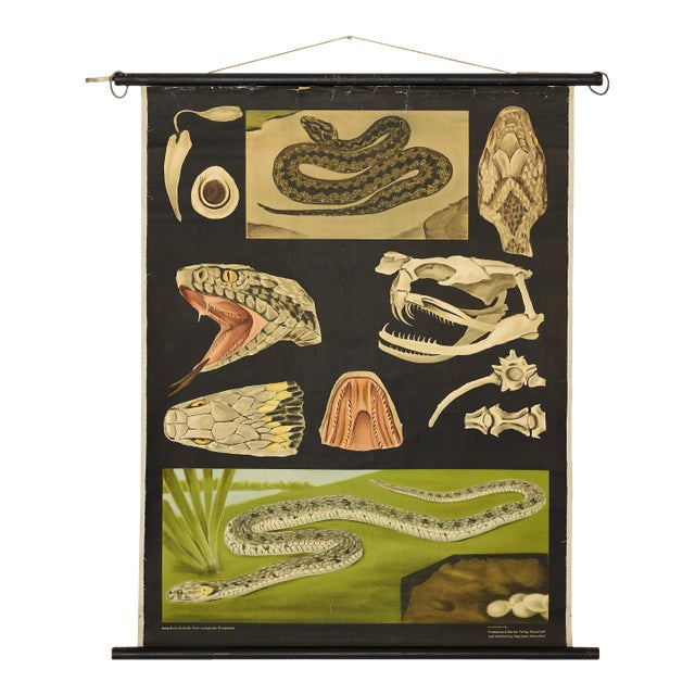 Jung-Koch-Quentell German Zoological Snake Anatomy Wall Chart, C. 1960s For Sale