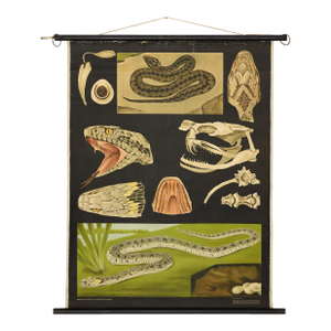 Jung-Koch-Quentell German Zoological Snake Anatomy Wall Chart, C. 1960s