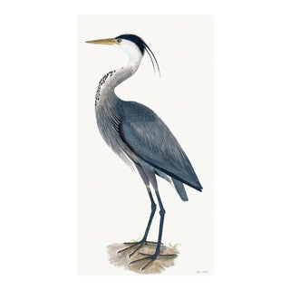 Great Blue Heron Styled After Olof Rudbeck - Plate 36 (Cfa-Wd) For Sale