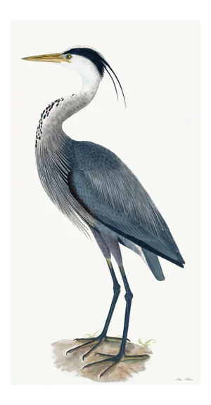 Great Blue Heron Styled After Olof Rudbeck - Plate 36 (Cfa-Wd)