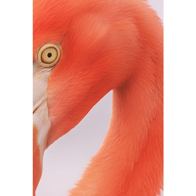 Contemporary Flamingo Portrait Close-Up, Minimalist Wildlife Art Print, 24″ × 36″ For Sale - Image 3 of 7