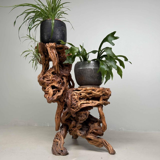 1920s Large Japanese Burl Root Wood Plant Stand, 1920s For Sale - Image 5 of 18