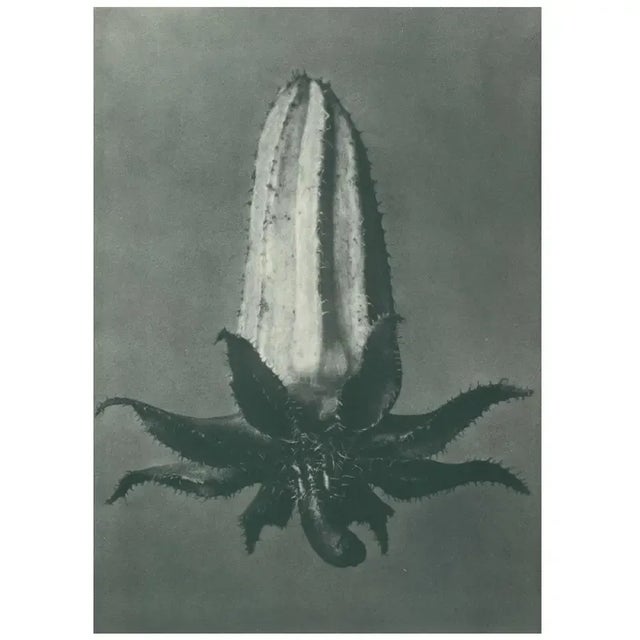 1928 Michaux's Bell-Flower by Karl Blossfeldt, Original Period Photogravure N64 For Sale - Image 4 of 6