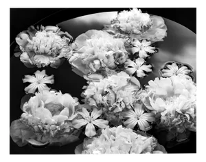 Summer Solstice - Blooms, Black and White Photography, Limited Edition of 5 2024