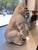 Seated Gorilla Sculpture in White Ceramic by Ronzan, 1950s For Sale - Image 15 of 18