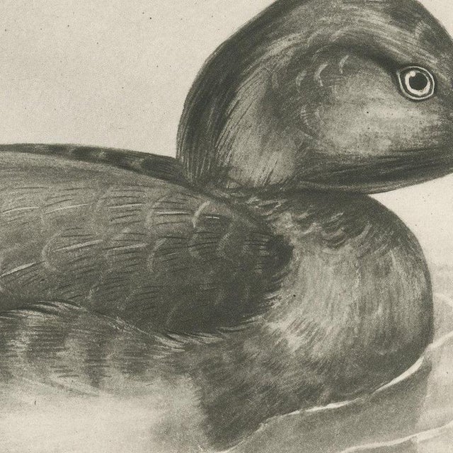 After Lilian Medland, Diving Duck, 1909, Print For Sale - Image 6 of 9