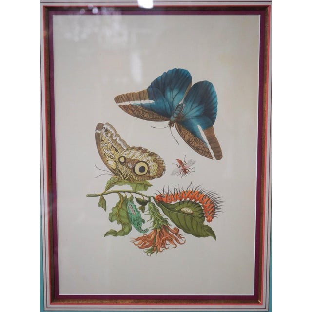 Traditional Pair of Vintage Framed & Matted Butterfly Engravings For Sale - Image 3 of 8