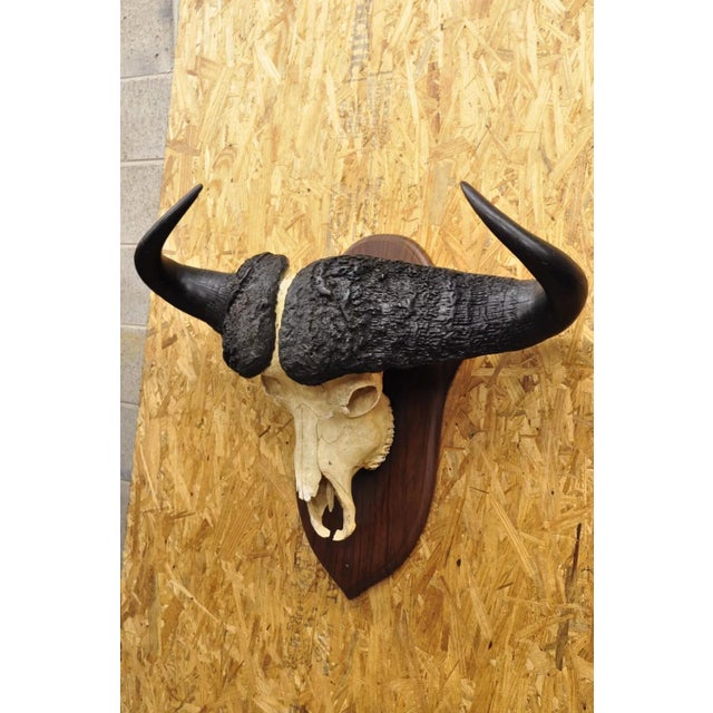 Rustic Vintage African Cape Buffalo Skull European Mount on Wooden Plaque Taxidermy For Sale - Image 3 of 11