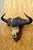 Rustic Vintage African Cape Buffalo Skull European Mount on Wooden Plaque Taxidermy For Sale - Image 3 of 11