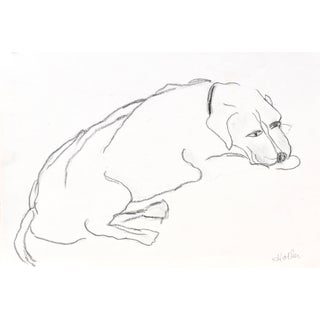 "Terrier Dog" Contemporary Abstract Figurative Drawing by Martha Holden For Sale