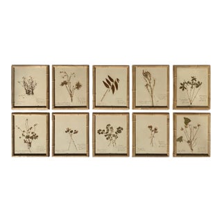 Antique Herbarium Botanicals, 1897 — Set of 10 For Sale