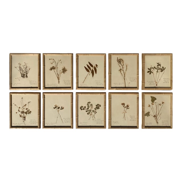 Antique Herbarium Botanicals, 1897 — Set of 10 For Sale